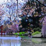 cherry-blossom-at-japanese-garden