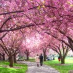 cherry-blossom-esplanade