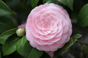 camelia