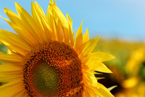 girasole