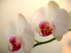 orchidea3